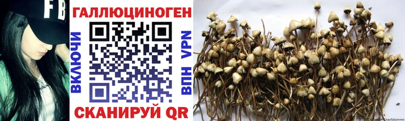 Галлюциногенные грибы Psilocybine cubensis  ОМГ ОМГ зеркало  Адыгейск  закладка 